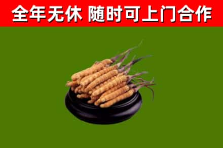 乡城县回收冬虫夏草